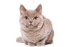 young female British Shorthair