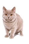 young female British Shorthair