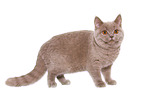 young female British Shorthair