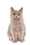 young female British Shorthair