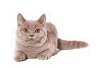 young female British Shorthair