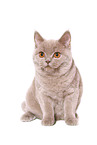 young female British Shorthair