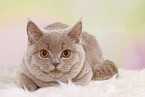 young female British Shorthair