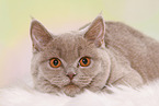 young female British Shorthair