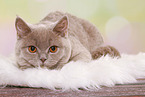young female British Shorthair