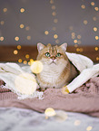 British Shorthair tomcat