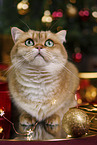 British Shorthair tomcat