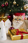 British Shorthair tomcat