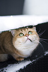 British Shorthair tomcat