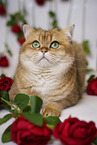 British Shorthair tomcat