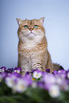 British Shorthair tomcat