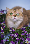 British Shorthair tomcat