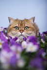 British Shorthair tomcat