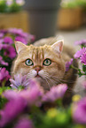 British Shorthair tomcat