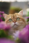 British Shorthair tomcat