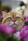 British Shorthair tomcat