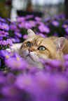 British Shorthair tomcat