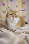 British Shorthair tomcat