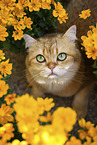 British Shorthair tomcat