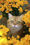 British Shorthair tomcat