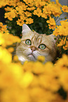 British Shorthair tomcat