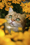 British Shorthair tomcat