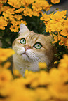 British Shorthair tomcat