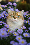 British Shorthair tomcat