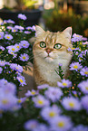 British Shorthair tomcat
