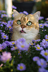 British Shorthair tomcat