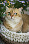 British Shorthair tomcat