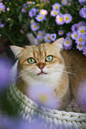 British Shorthair tomcat