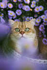 British Shorthair tomcat