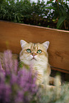 British Shorthair tomcat
