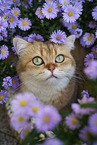 British Shorthair tomcat