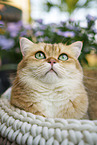 British Shorthair tomcat