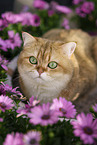 British Shorthair tomcat