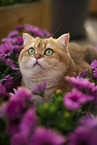 British Shorthair tomcat