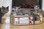 British Shorthair