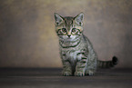 British shorthair kitten
