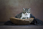 British shorthair kitten