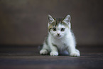 British shorthair kitten