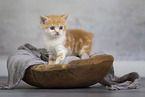 British shorthair kitten