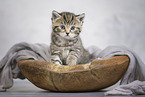 British shorthair kitten