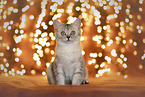 British shorthair kitten