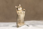 British shorthair kitten