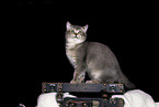 British shorthair kitten