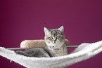 British shorthair kitten