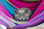 British Shorthair kitten
