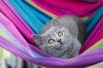 British Shorthair kitten